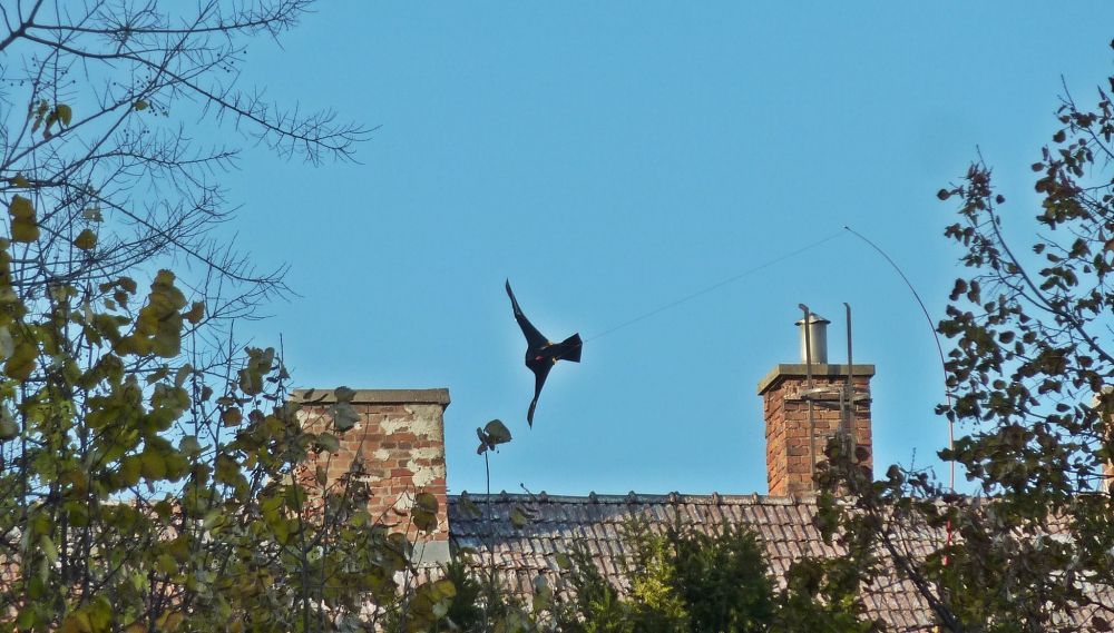 Eredményes a belvárosi műsólyom
