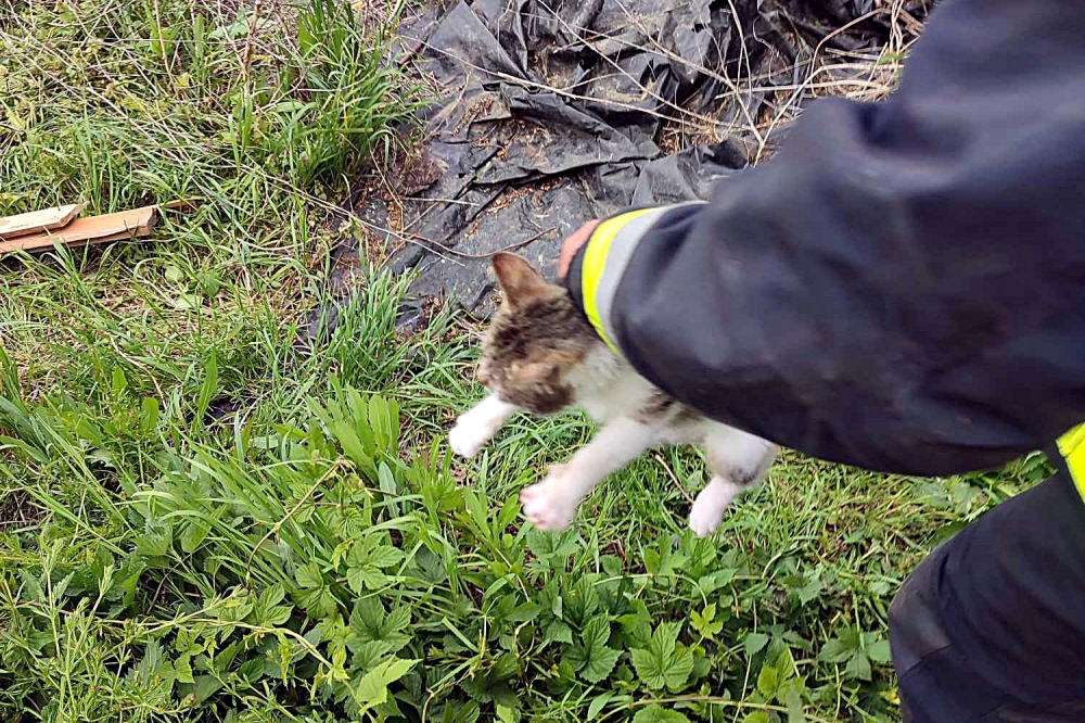 Cicát mentettek a jánoshalmi tűzoltók