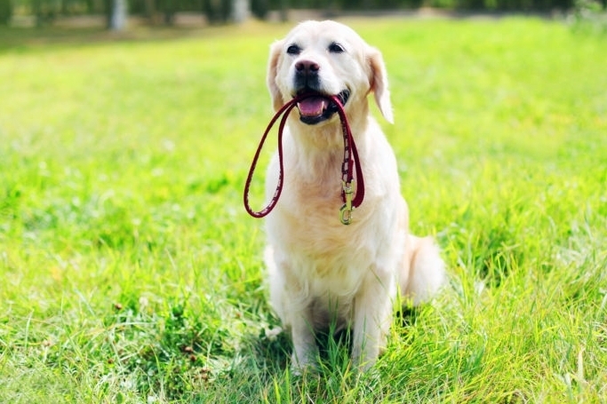 Kutyás gazdik figyelem! Kezdődik az ebösszeírás