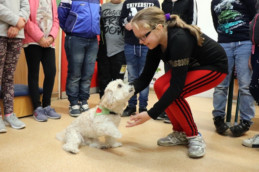 Nyugdíjba vonul Maci, a terápiás kutya