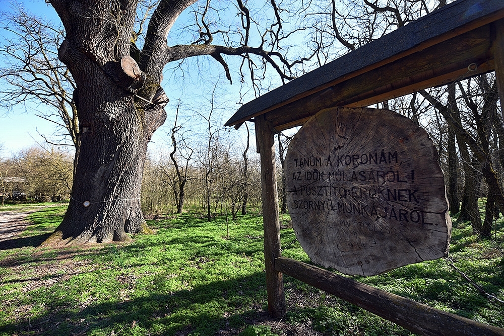 (►) Még szavazhat arra, hogy a Vigyázó tölgy legyen Az Év Fája!