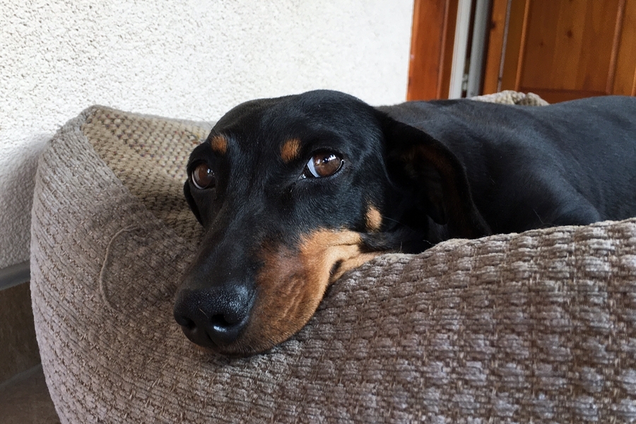 Rajki Laci állateledel-gyűjtő akciója a Bibóban