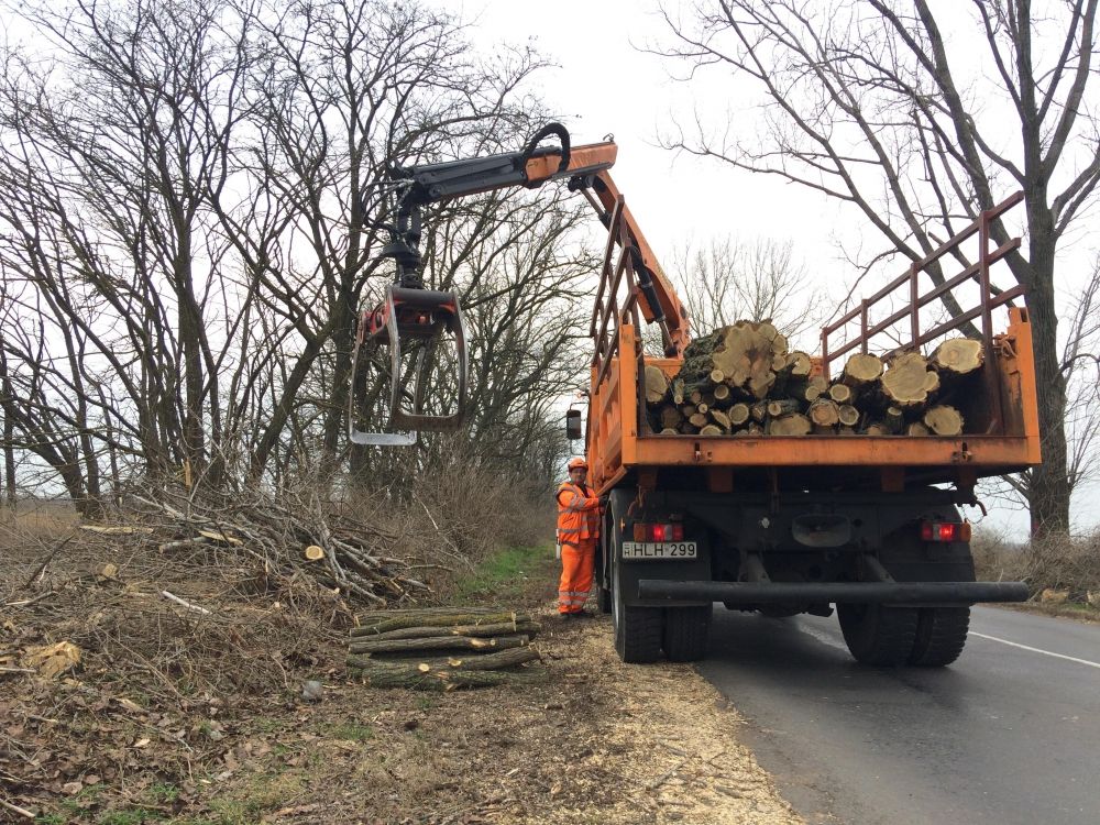 Figyelem! Favágások a környékbeli utak mentén