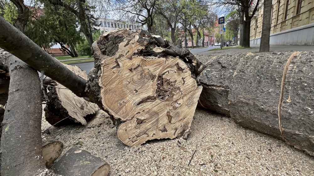 Óvatosan közlekedjenek, nyesik a fákat