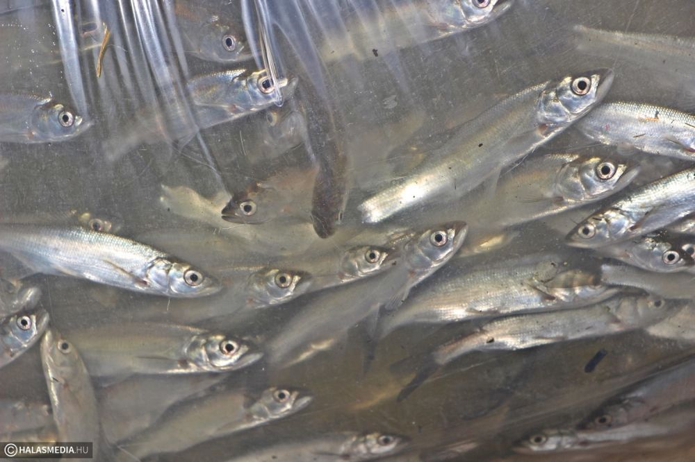 Balin és széles kárász is került a tóba (galéria)