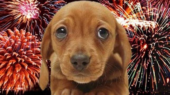 Vigyázzon kutyájára a tűzijáték idején!