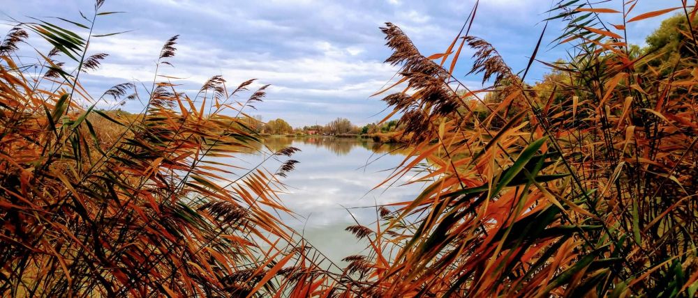 Irányított nádégetés lesz a Sóstón