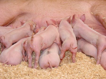 Marci, Tibi, a két malactolvaj