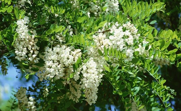 Jelentés a méhlegelőkről