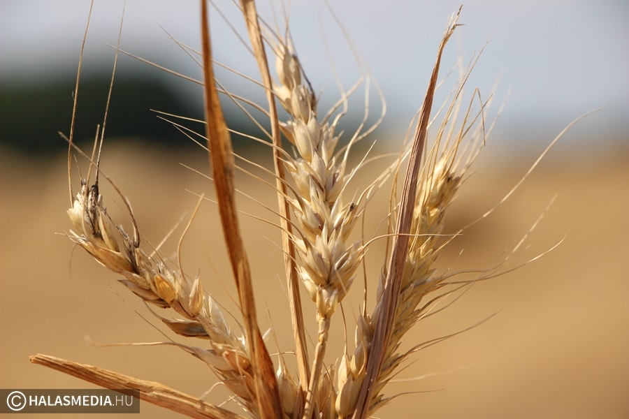 Közepes a búzatermés a térségben