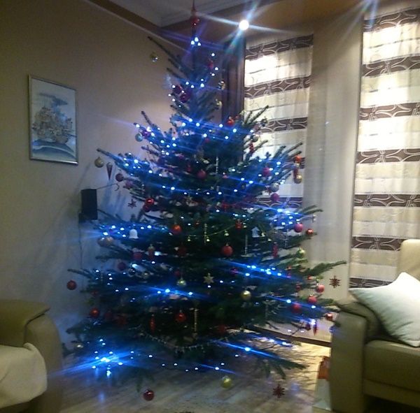 Már közel 50 fenyő versenyzik