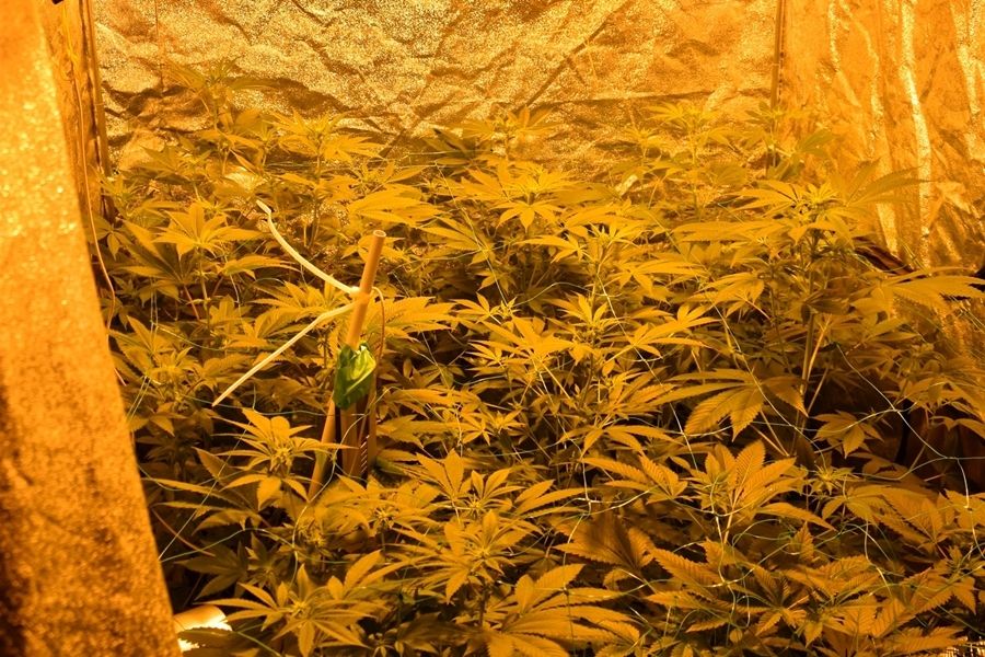 Őrizetben a jánoshalmi kábítószerkereskedő család