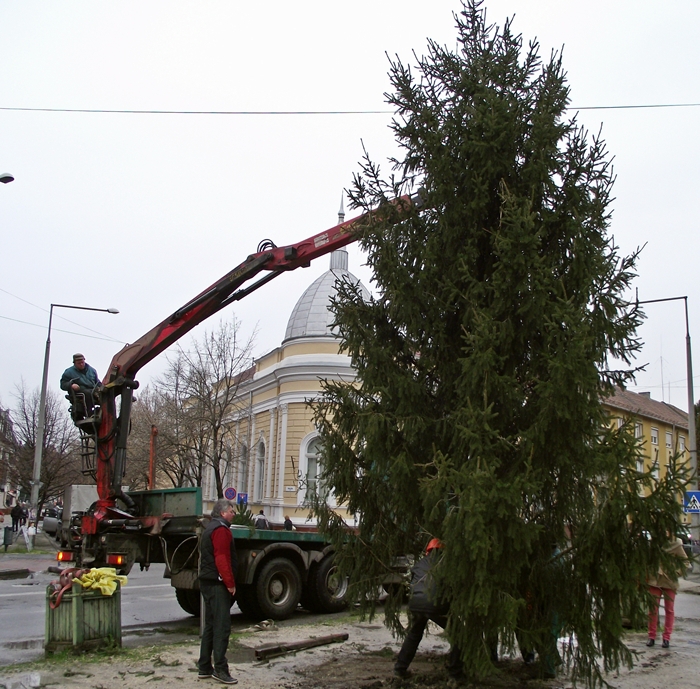 Áll már a város karácsonyfája (videóval)