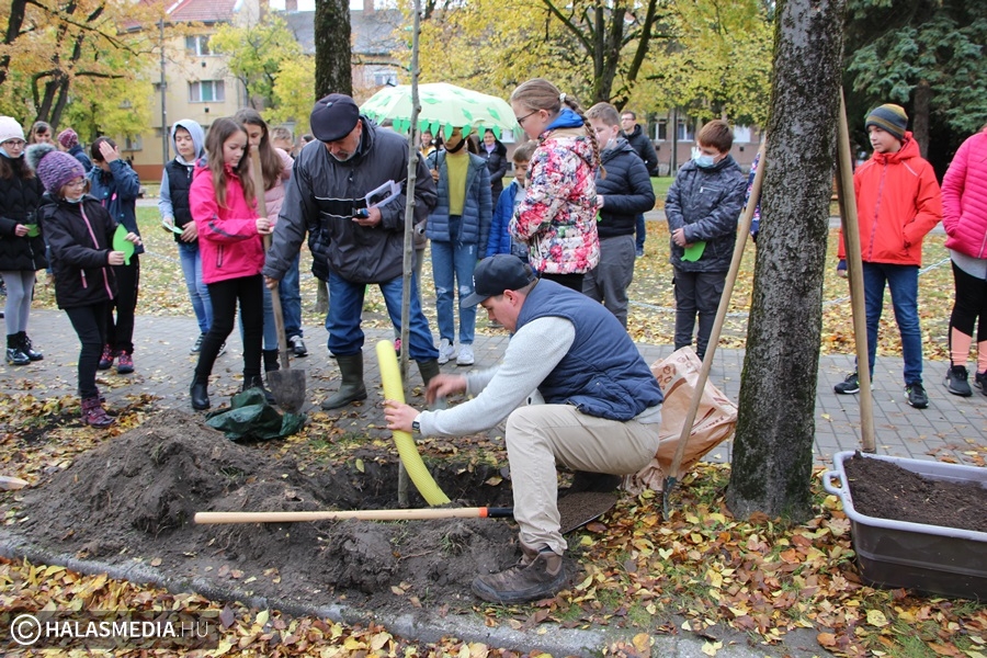 Évfordulós faültetés
