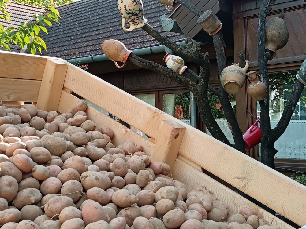 Öntözés nélkül nem megy – a burgonyáról tanácskoztak Halason