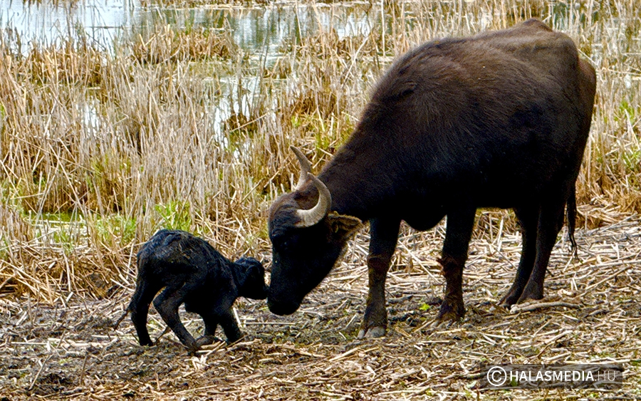 (►) Újszülött bivaly a Csetényi Élményparkban