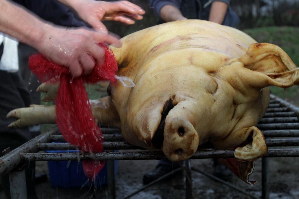 Ha disznóvágásra készül, nem árt tudni