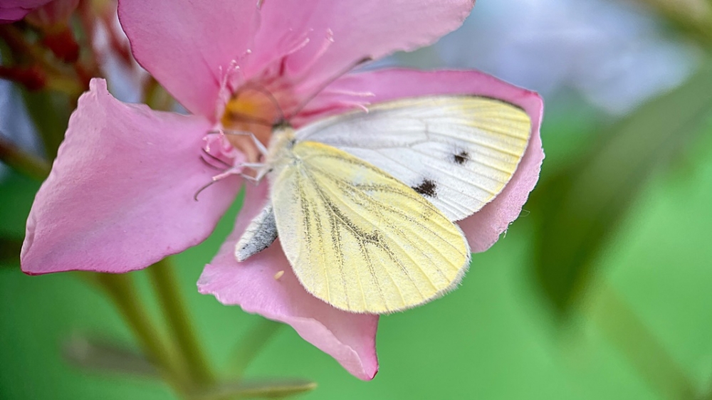 ,,Vigyázok Rád!” rajz, fotó és mesepályázatot hirdet a Zöld - Híd