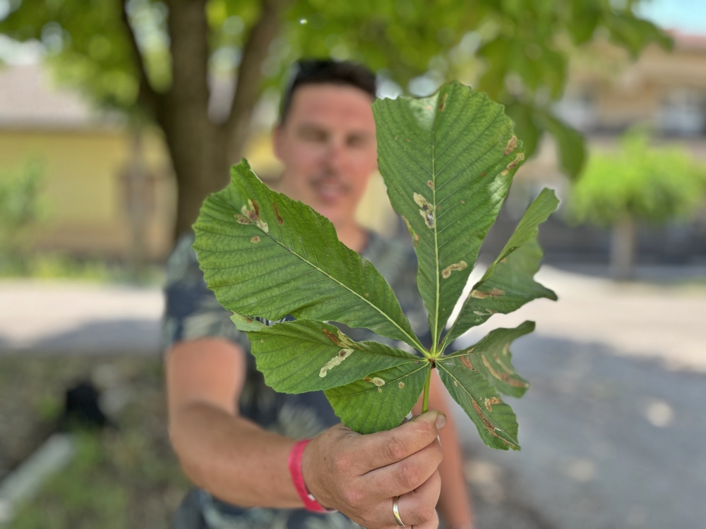 (►) Ma este csukják be az ablakot, permetezik a gesztenyefákat