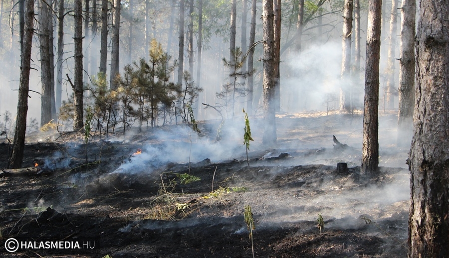 Fenyőerdő aljnövényzete égett hajnalban
