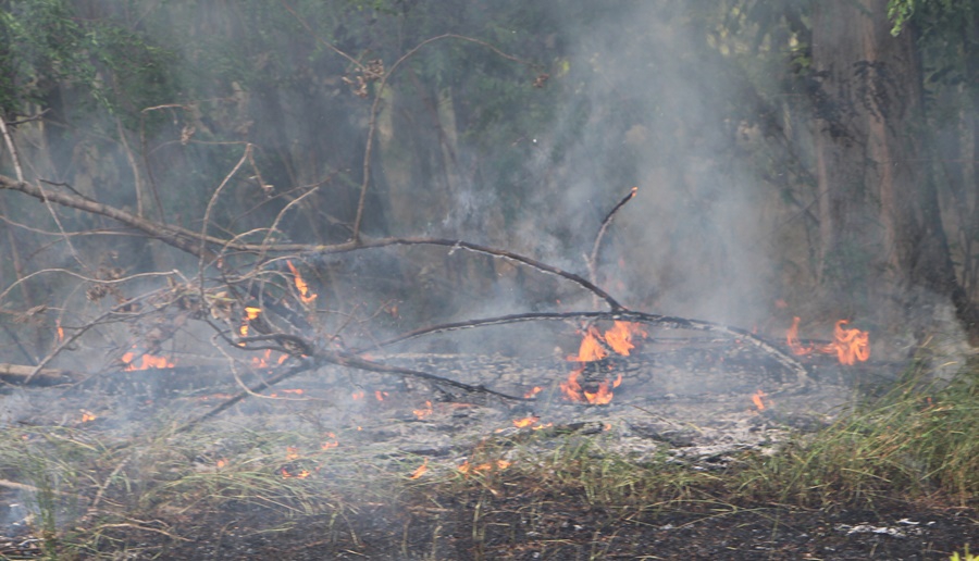 Vegyes erdő aljnövényzete ég