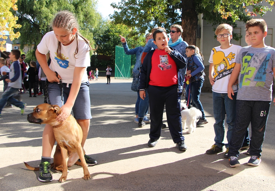 Állatok világnapja