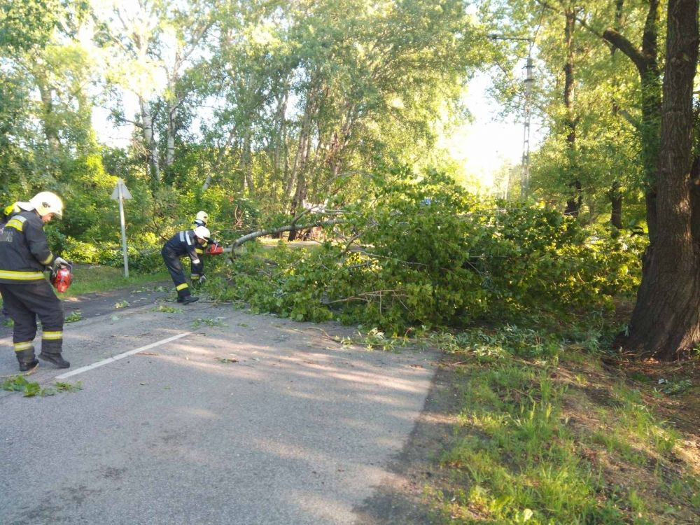 Fa dőlt reggel az 53-as főútra