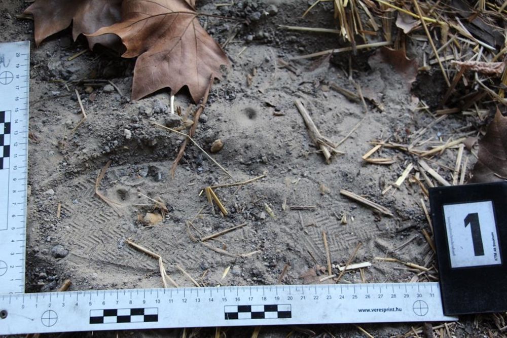 Tíz lopás, hét elkövető