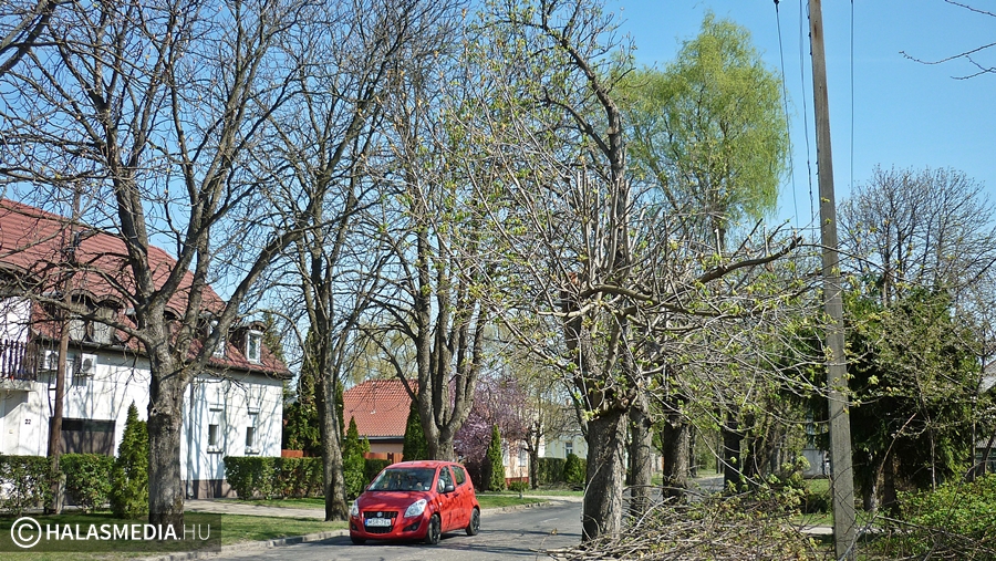 Kivették a védelemből a veszélyes fákat