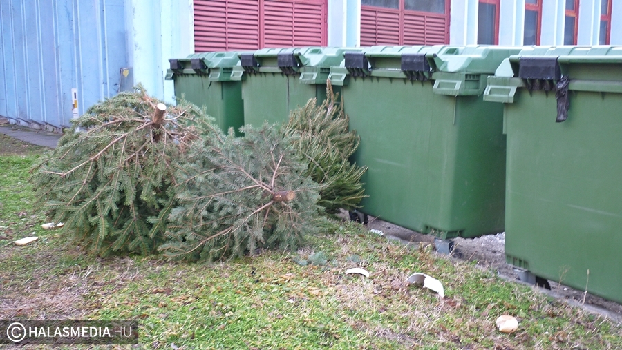 Elszállítják a kiszolgált fenyőket
