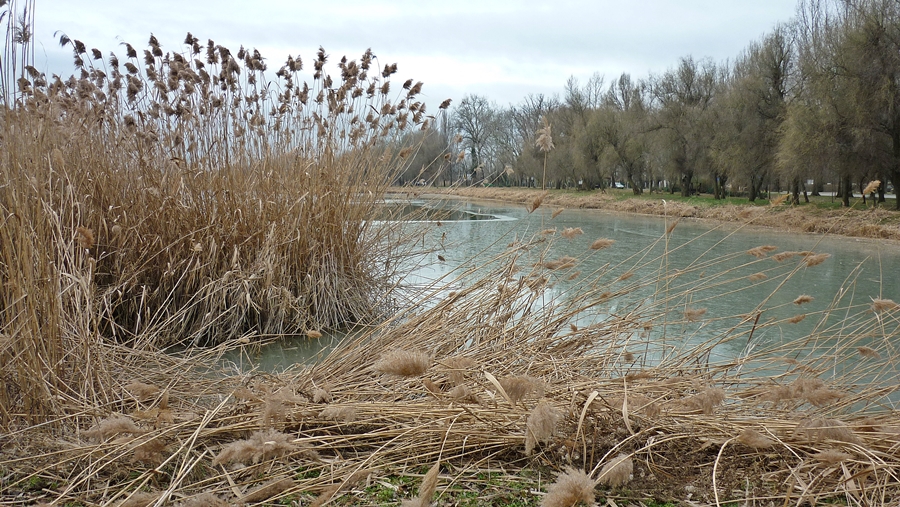 Vágják a part menti nádat