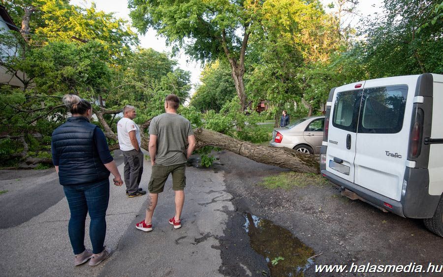 Hatalmas fa dőlt ki a Szövetség téren (galéria)