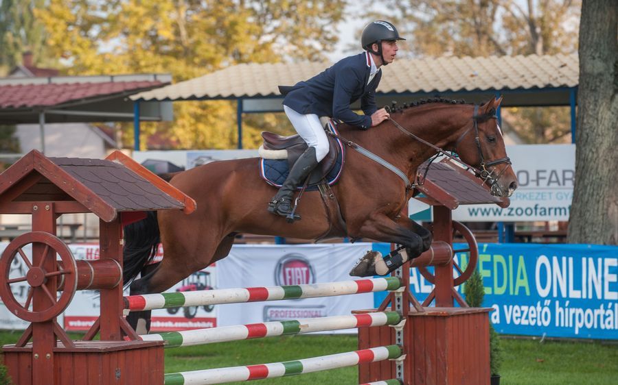 Ijver a négyéves győztes ló (galériával)