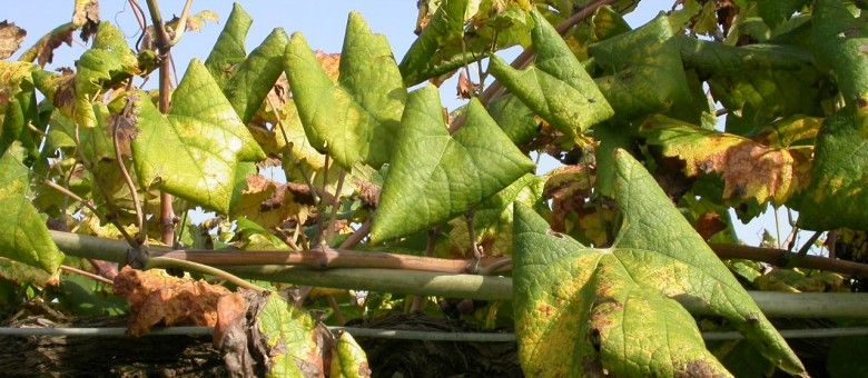 Aranyszínű sárgaság a szőlőkben