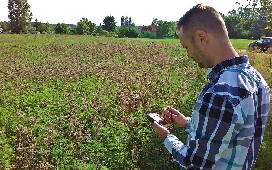 (►) Egyre kevesebb a parlagfű Halas határában 