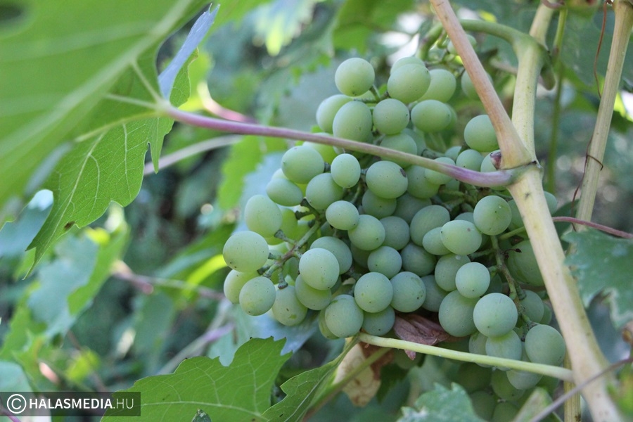 Aszálykárok a szőlőültetvényekben