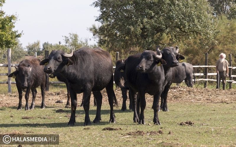 Téli helyükre költöztek a vízi bivalyok