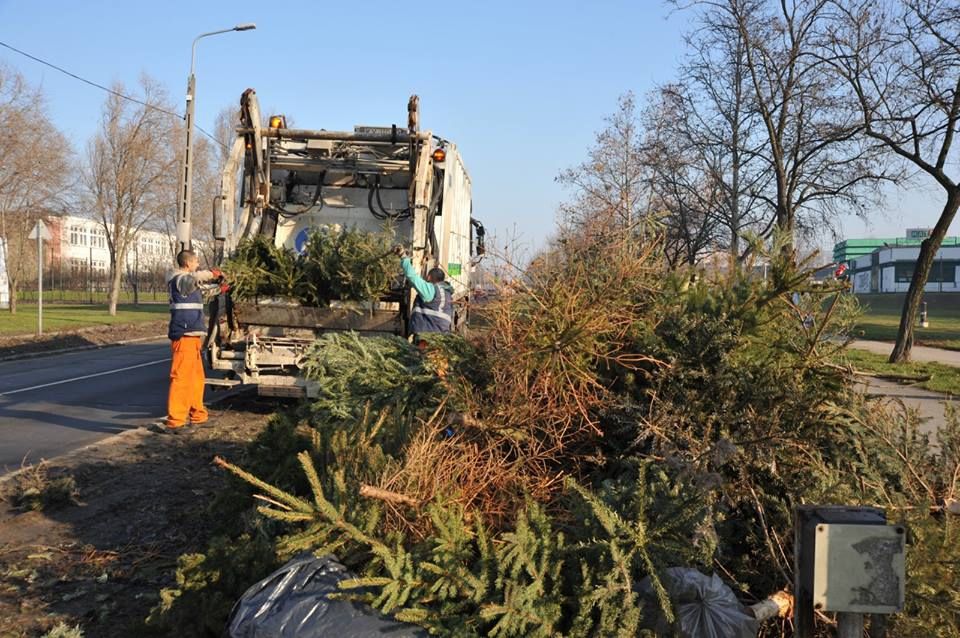 Háztól viszik a fenyőket