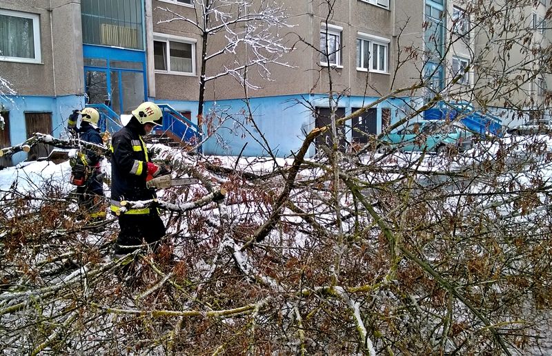 (►)Fák haltak a hó alatt