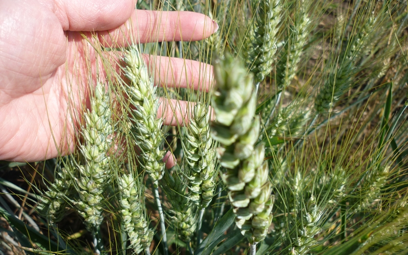 Gabonamustra a halasi határban