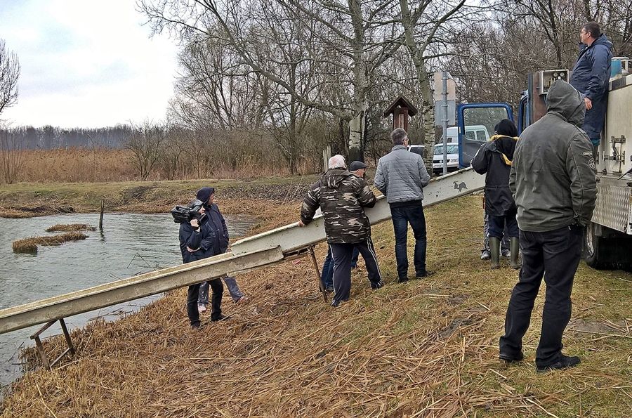 (►) Süllőtelepítés volt Sóstón