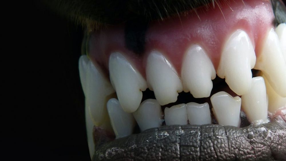 Kutyatámadás Halason: rendőrök segítettek