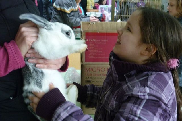 Állatsimogató a Központiban