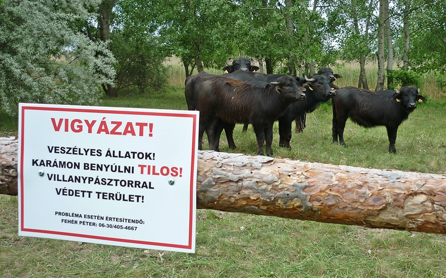 Beilleszkedtek a vízibivalyok