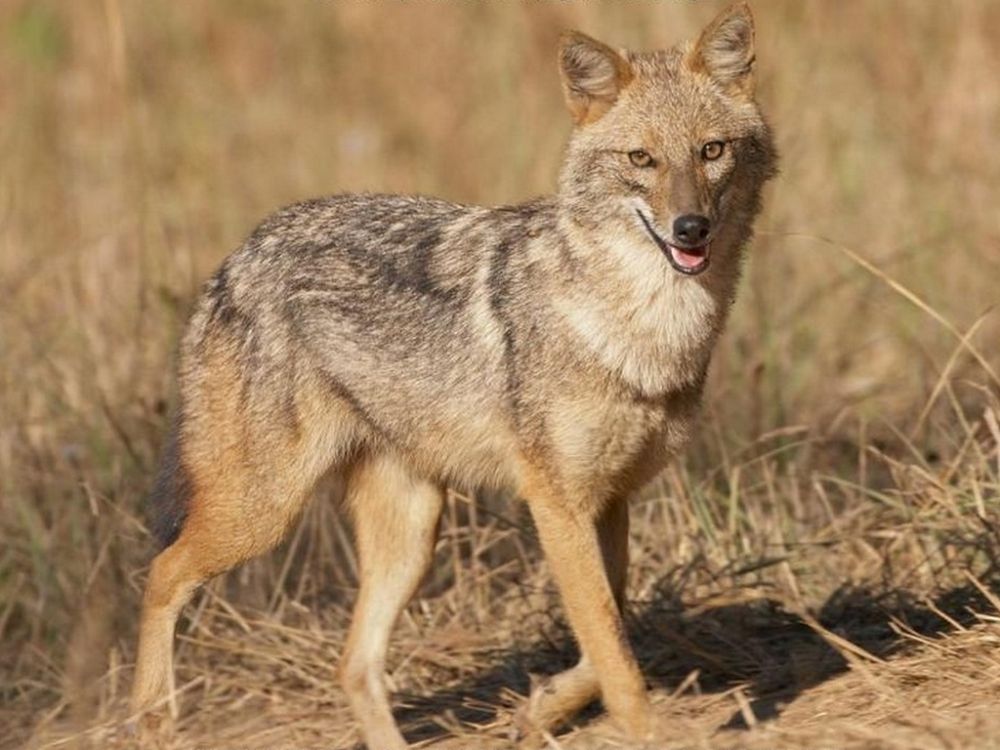 Aranysakál Magyarországon