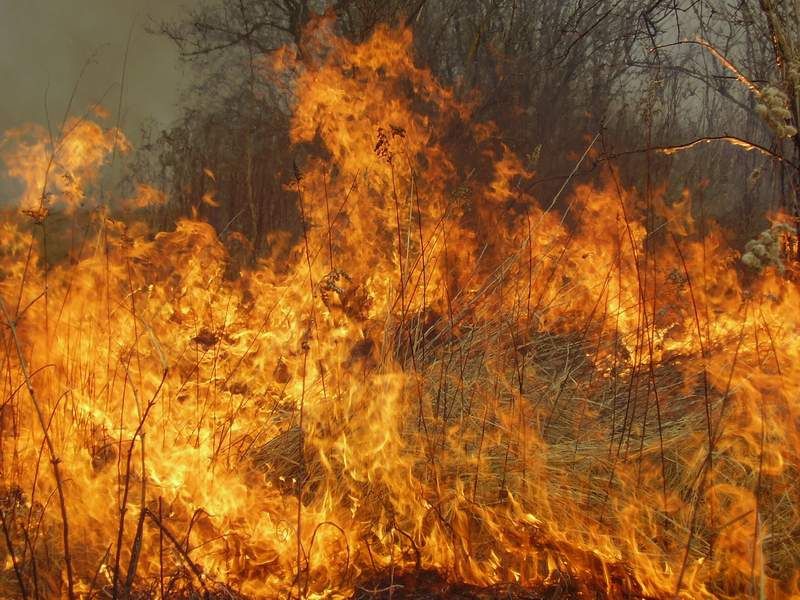 Nyárfaerdő aljnövényzete ég