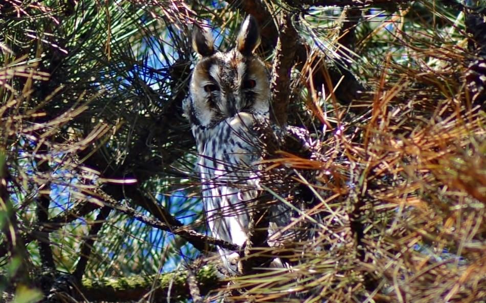 Szombati bagolyleső