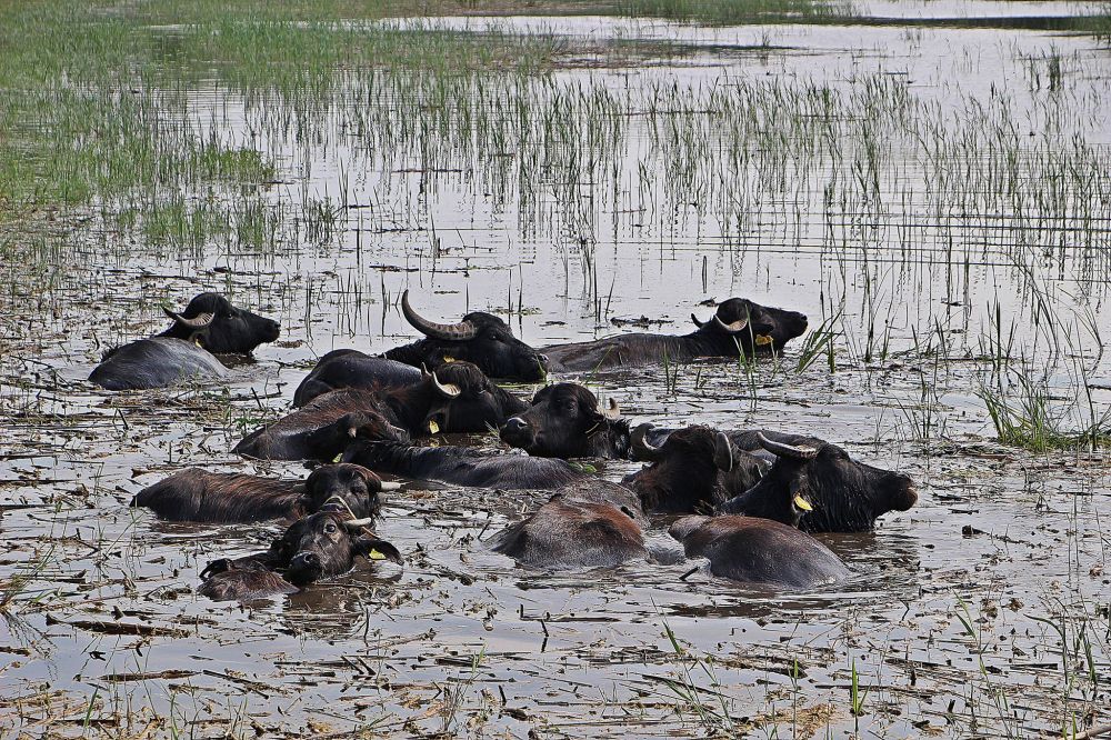 Már a Csetényi Parkban fürödnek a bivalyok