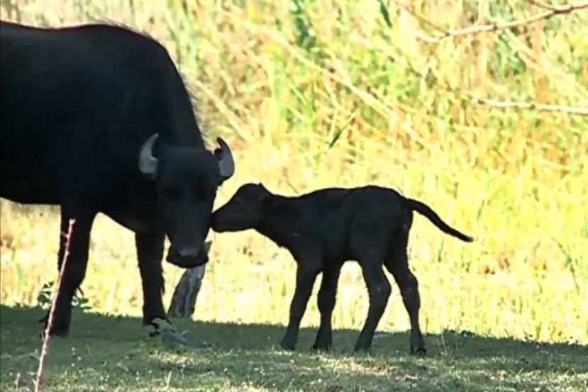 (►) Kisbivaly született a Csetényi parkban