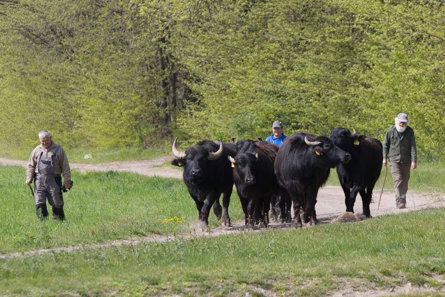 Hazaköltöznek a vízibivalyok